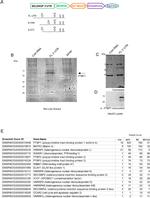 PTBP1 Antibody in Western Blot (WB)