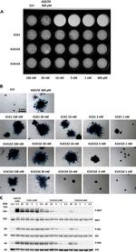 c-Met Antibody in Western Blot (WB)