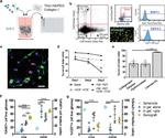 CD71 (Transferrin Receptor) Antibody in Flow Cytometry (Flow)