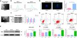 CD86 (B7-2) Antibody in Flow Cytometry (Flow)