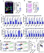 CD49f (Integrin alpha 6) Antibody in Flow Cytometry (Flow)