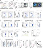 IFN gamma Antibody in Flow Cytometry (Flow)