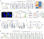 CD279 (PD-1) Antibody in Flow Cytometry (Flow)