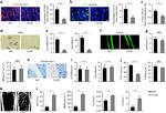 CD11c Antibody in Immunohistochemistry (IHC)