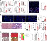 CD271 (NGF Receptor) Antibody in Flow Cytometry (Flow)