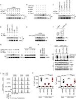 CD366 (TIM3) Antibody in Immunoprecipitation (IP)