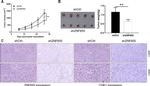 ZNF655 Antibody in Immunohistochemistry (IHC)