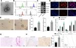 CD63 Antibody in Flow Cytometry (Flow)