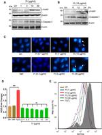 Caspase 3 (Cleaved Asp175) Antibody in Western Blot (WB)