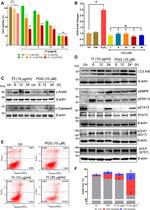 Caspase 3 (Cleaved Asp175) Antibody in Western Blot (WB)