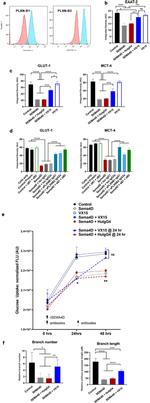 GLT-1 Antibody in Immunocytochemistry (ICC/IF)