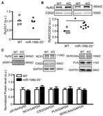 Calsequestrin Antibody in Western Blot (WB)