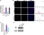 GRP78 Antibody in Western Blot (WB)