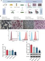 CD90.1 (Thy-1.1) Antibody in Flow Cytometry (Flow)