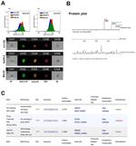 Lamin A/C Antibody in Immunocytochemistry, Flow Cytometry (ICC/IF, Flow)