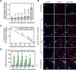 CPSF6 Antibody in Immunocytochemistry (ICC/IF)