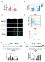 PD-L1 Antibody in Western Blot, Immunocytochemistry, Flow Cytometry (WB, ICC/IF, Flow)