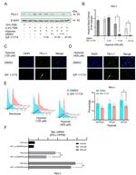 PD-L1 Antibody in Western Blot, Immunocytochemistry, Flow Cytometry (WB, ICC/IF, Flow)