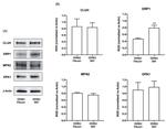 MFN2 Antibody in Western Blot (WB)