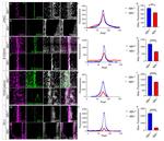 ZO-1 Antibody in Immunohistochemistry (IHC)