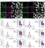 ZO-1 Antibody in Immunocytochemistry (ICC/IF)