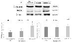 PDCD4 Antibody in Western Blot (WB)