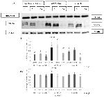 PDCD4 Antibody in Western Blot (WB)