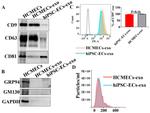 CD63 Antibody in Western Blot (WB)