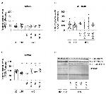 ApoC3 Antibody in Western Blot (WB)