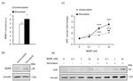 BDNF Antibody in Western Blot (WB)