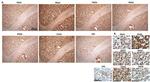 PADI6 Antibody in Immunohistochemistry (IHC)