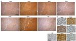 PADI6 Antibody in Immunohistochemistry (IHC)