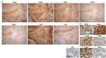 PADI6 Antibody in Immunohistochemistry (IHC)