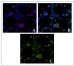 LAMP1 Antibody in Immunocytochemistry (ICC/IF)