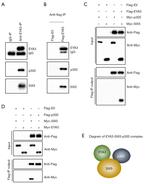 SIX5 Antibody in Western Blot (WB)