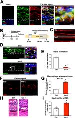 MIF Antibody in Immunohistochemistry (IHC)