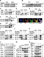 PSME3 Antibody in Western Blot, Immunocytochemistry, Immunoprecipitation (WB, ICC/IF, IP)