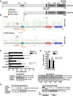 DLC1 Antibody in Western Blot (WB)