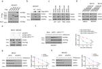 FOXD1 Antibody in Western Blot (WB)