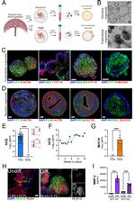 E-cadherin Antibody in Immunocytochemistry (ICC/IF)