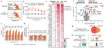 CD119 (IFN gamma Receptor 1) Antibody in Flow Cytometry (Flow)