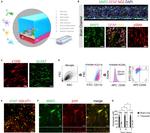 CD11b Antibody in Flow Cytometry (Flow)