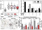 IL-13 Antibody in Neutralization (Neu)