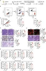 CD45R (B220) Antibody in Flow Cytometry (Flow)