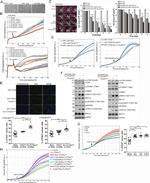 MCP-1 Antibody in Neutralization (Neu)