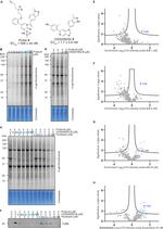 beta Tubulin Loading Control Antibody in Western Blot (WB)