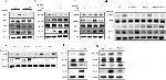 SOCS5 Antibody in Western Blot (WB)