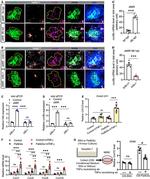 TNF alpha Antibody in Neutralization (Neu)