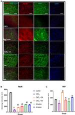 MBP Antibody in Immunohistochemistry (IHC)