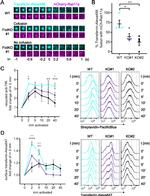 CD71 (Transferrin Receptor) Antibody in Flow Cytometry (Flow)